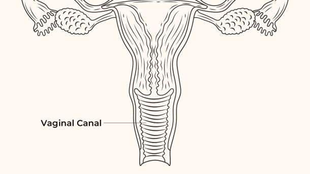 Illustration of the human female reproductive organ.