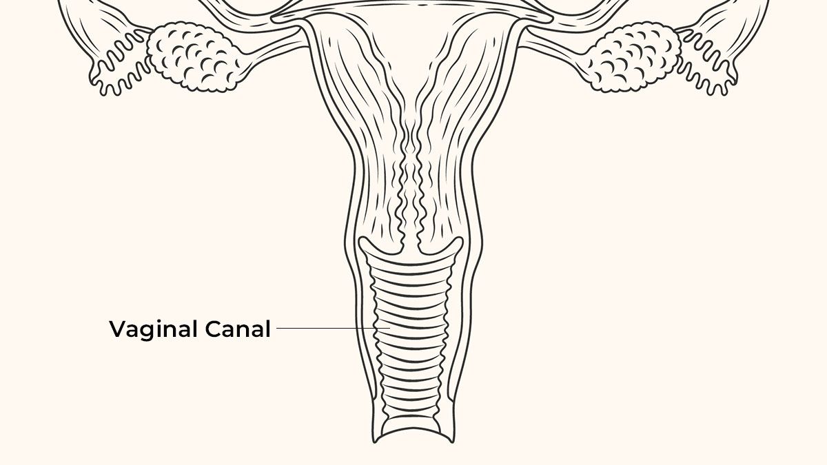 Illustration of the human female reproductive organ.