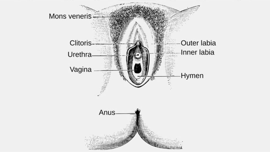 Medical-style illustration of vulva anatomy with some labeled parts.