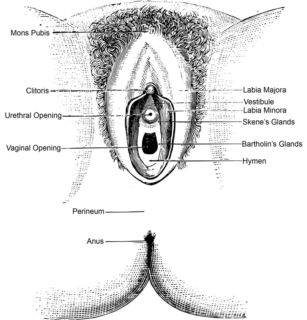 Medical-style illustration of vulva anatomy with labeled parts.